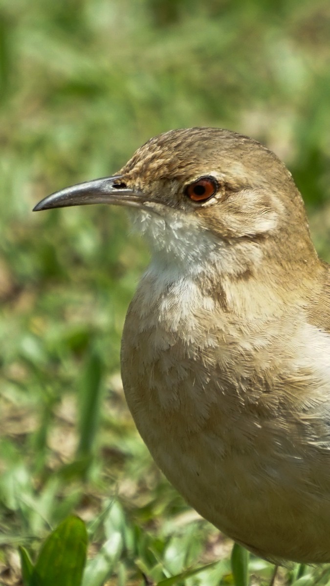 Rufous Hornero - ML641941153