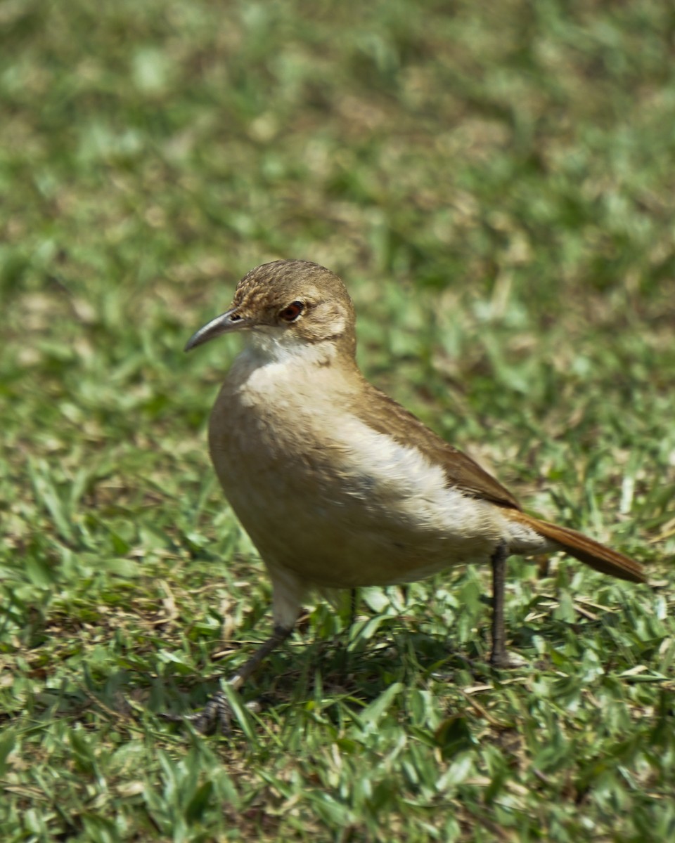 Rufous Hornero - ML641941155