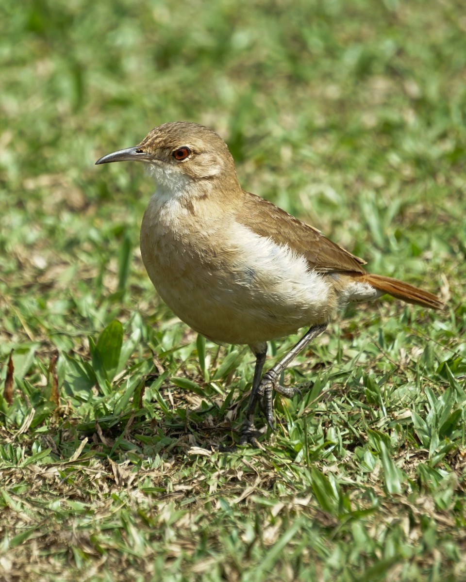 Rufous Hornero - ML641941157