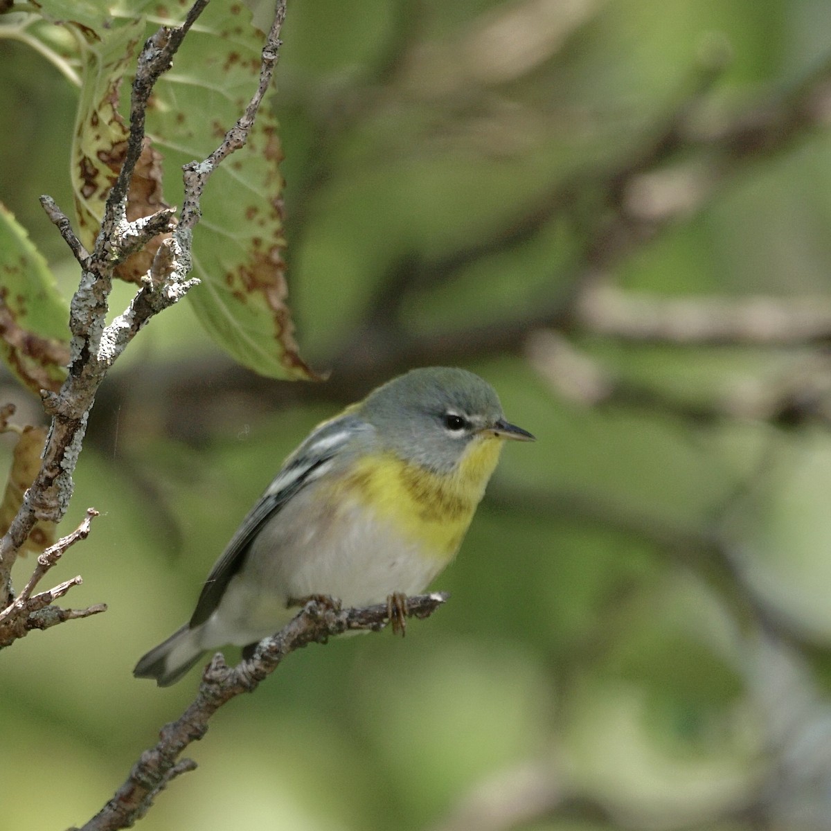 Northern Parula - ML641941166