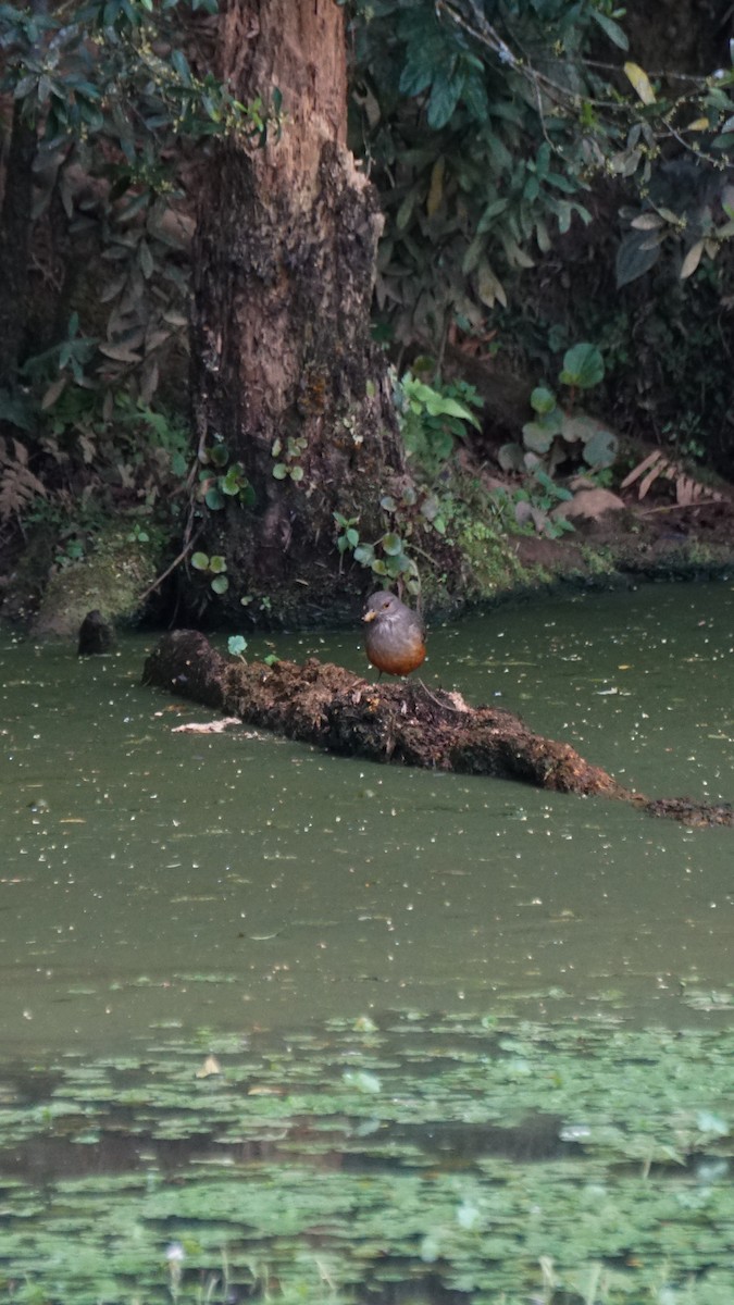 Rufous-bellied Thrush - ML641941167