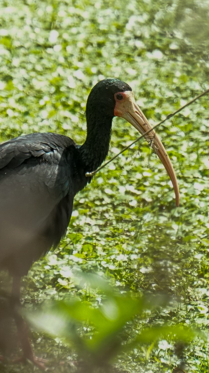 Ibis Afeitado - ML641941175
