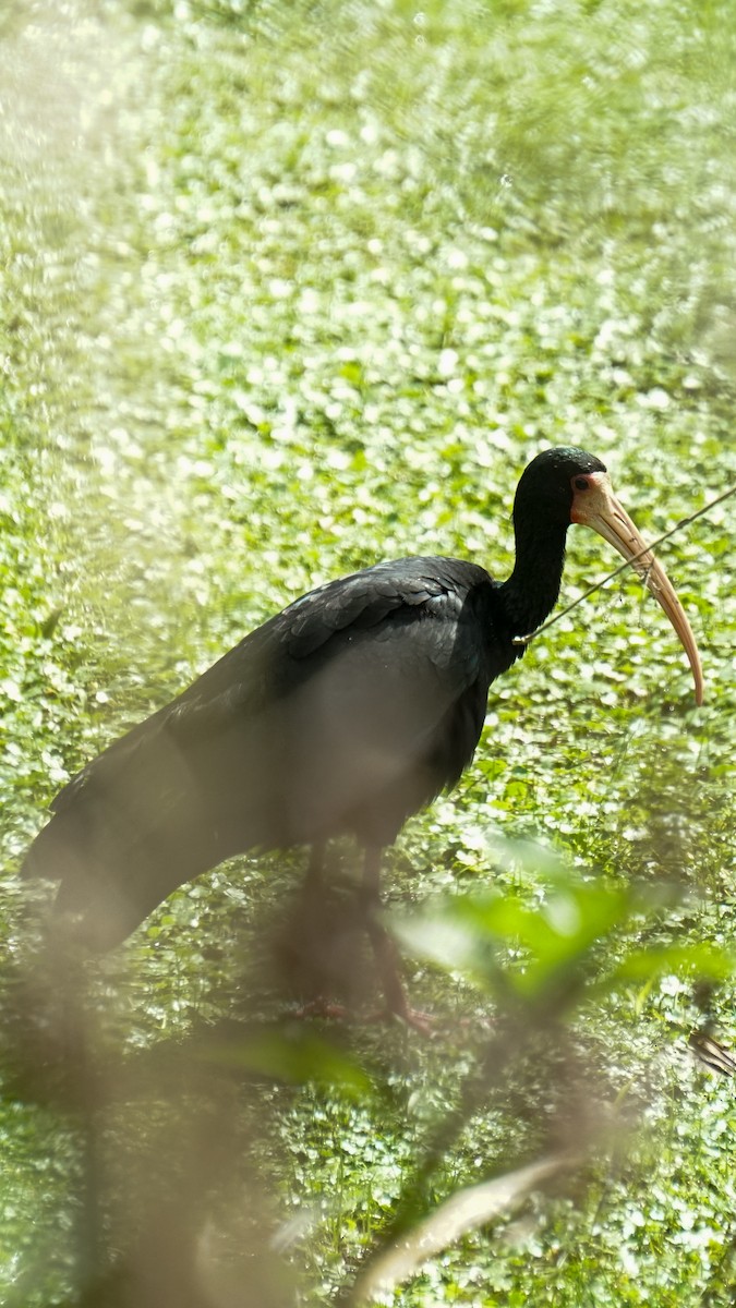 Ibis Afeitado - ML641941177