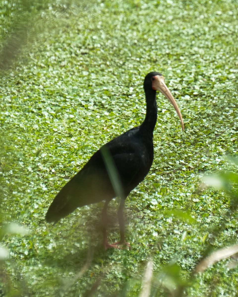 Ibis Afeitado - ML641941178