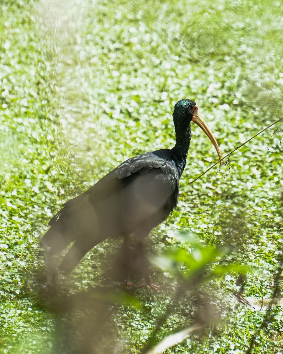 Ibis Afeitado - ML641941179