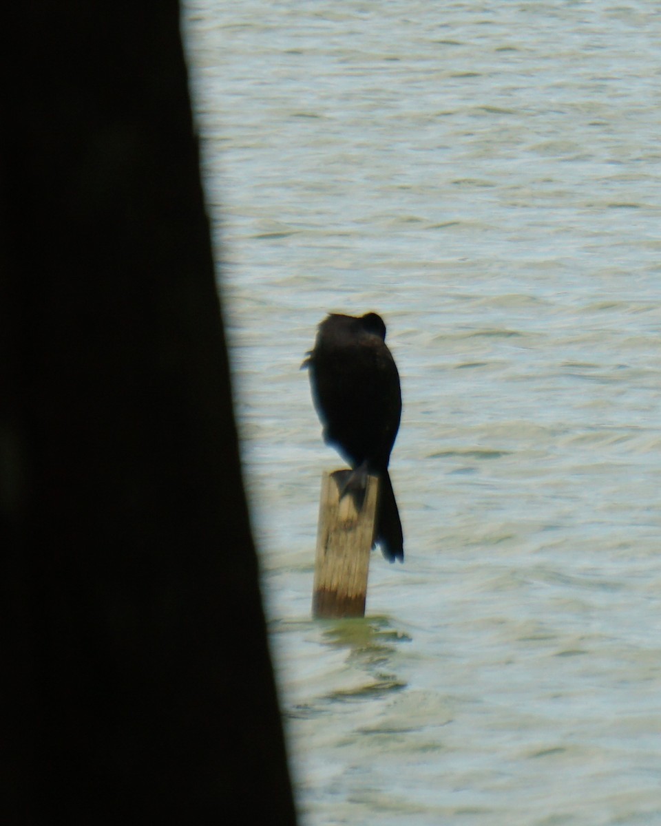Neotropic Cormorant - ML641941196