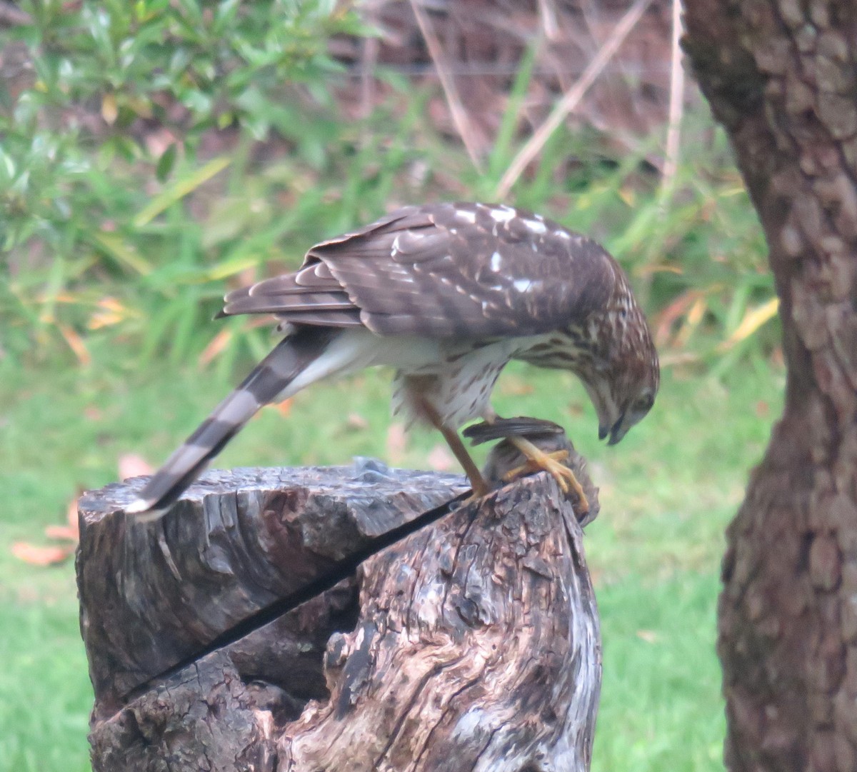 Sharp-shinned Hawk - ML641941198