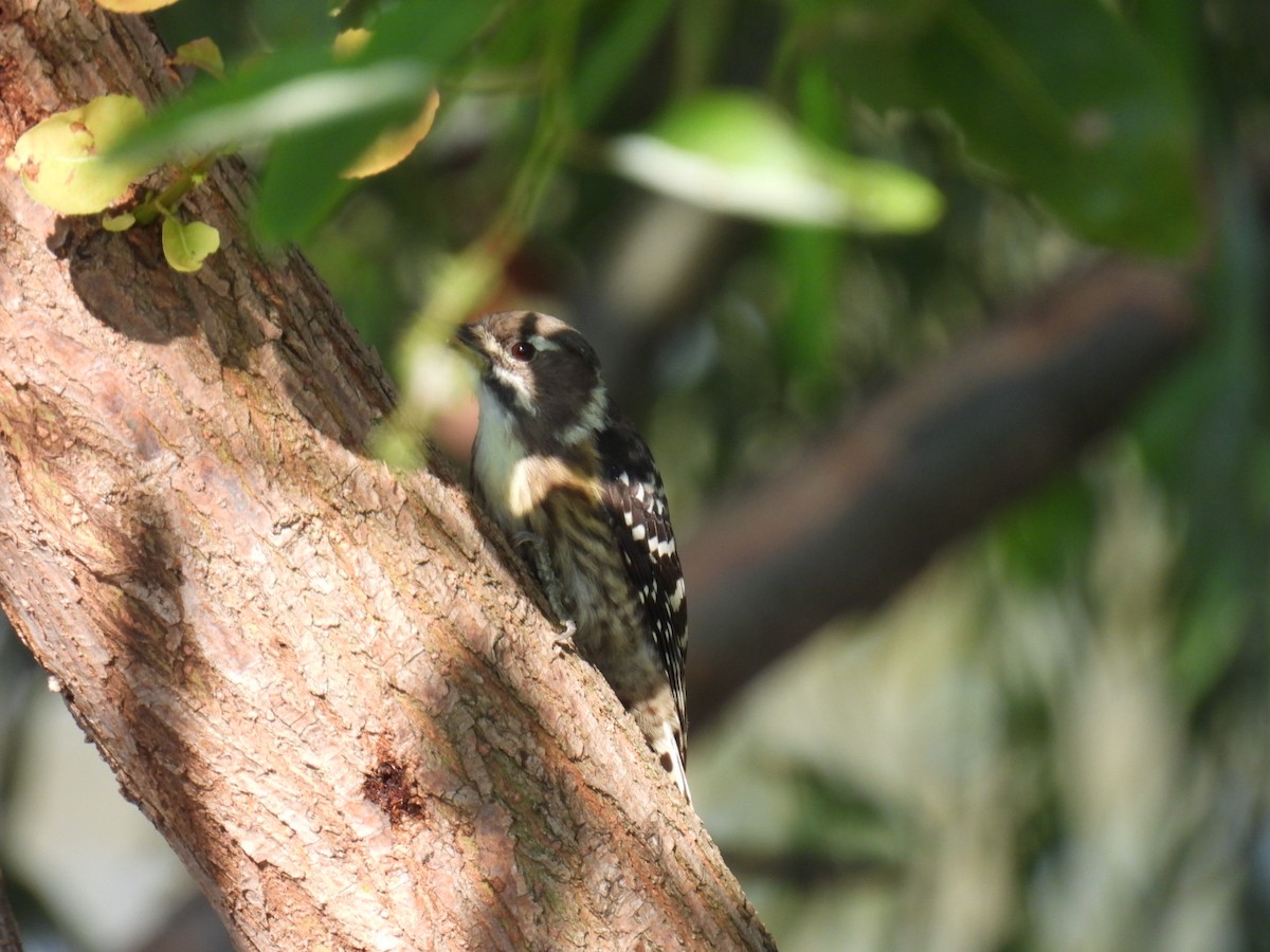 Japanese Pygmy Woodpecker - ML641941200