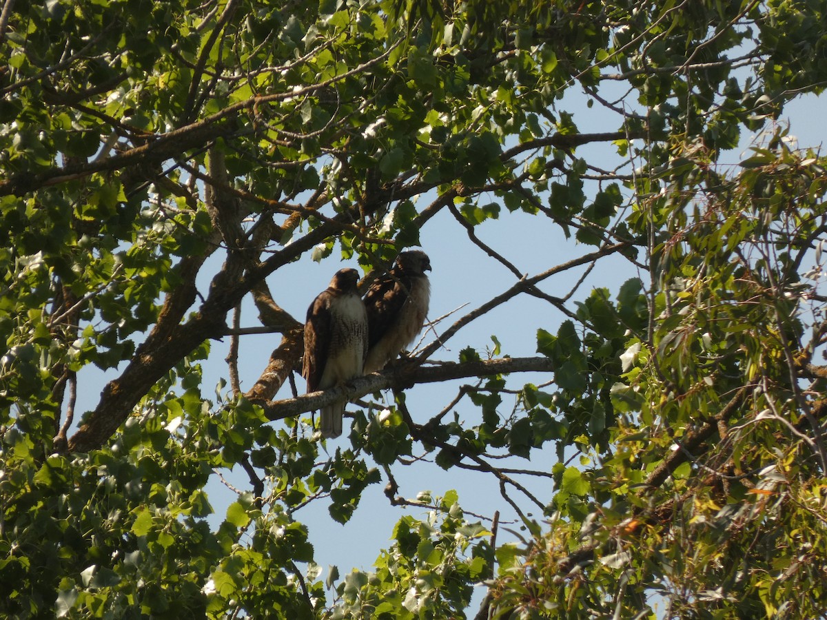 Red-tailed Hawk - ML641941201