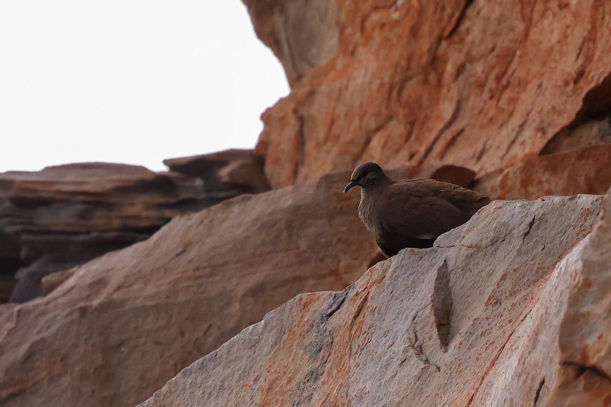 White-quilled Rock-Pigeon - ML641941202