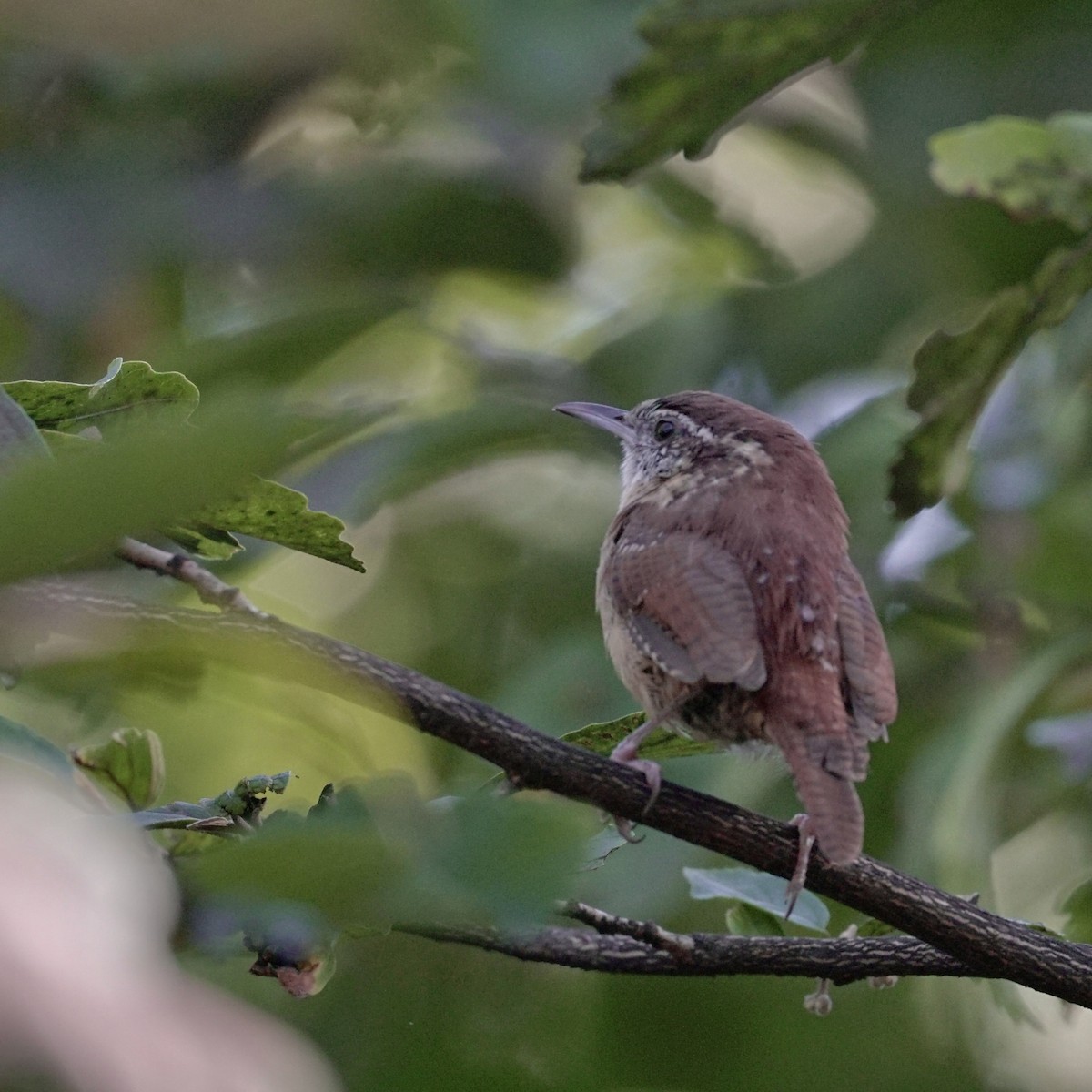 Carolina Wren - ML641941203