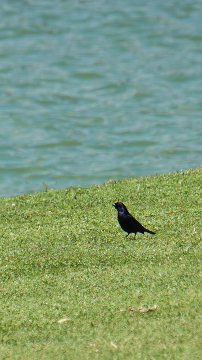 Shiny Cowbird - ML641941204