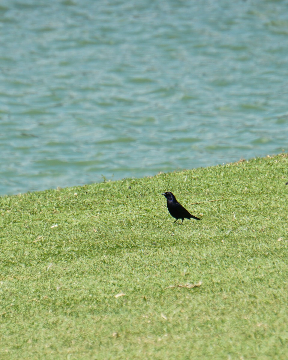 Shiny Cowbird - ML641941205