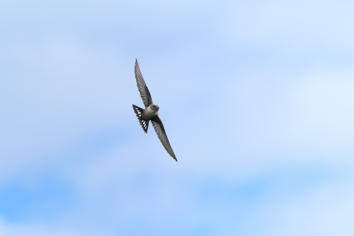 Eurasian Crag-Martin - ML641941207