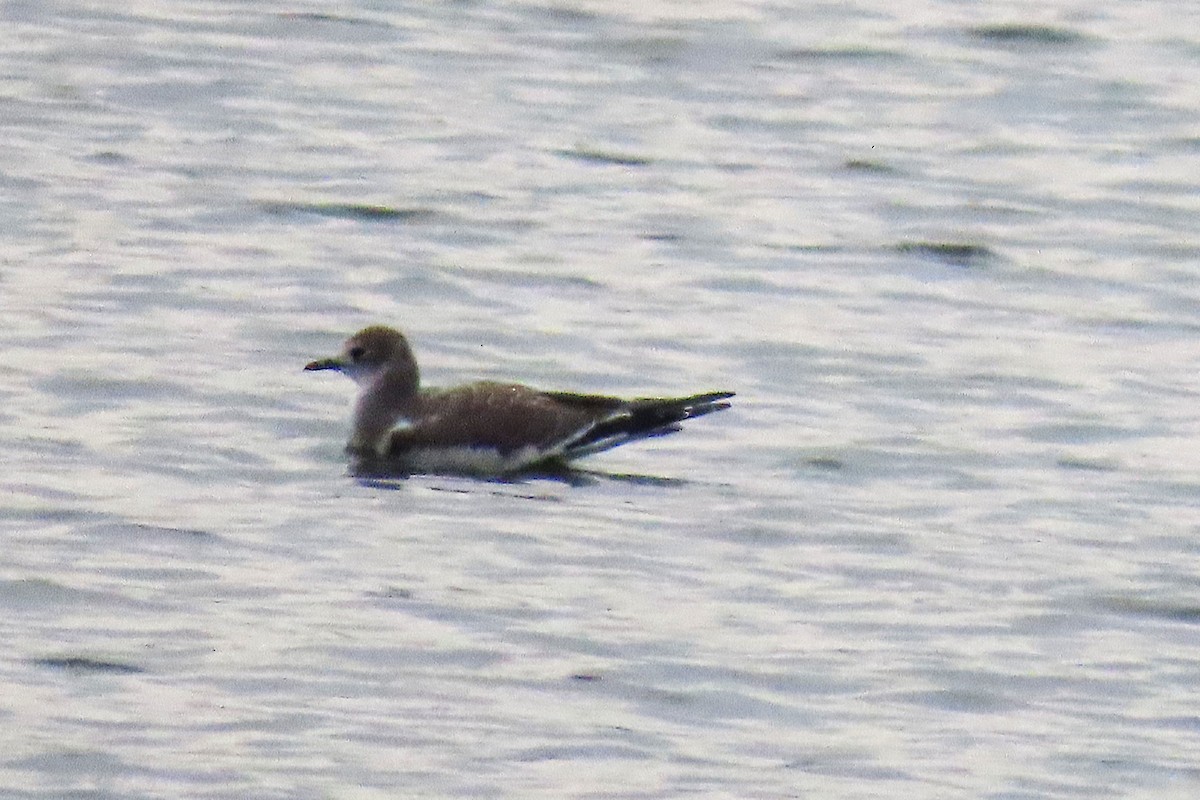 Sabine's Gull - ML641941209