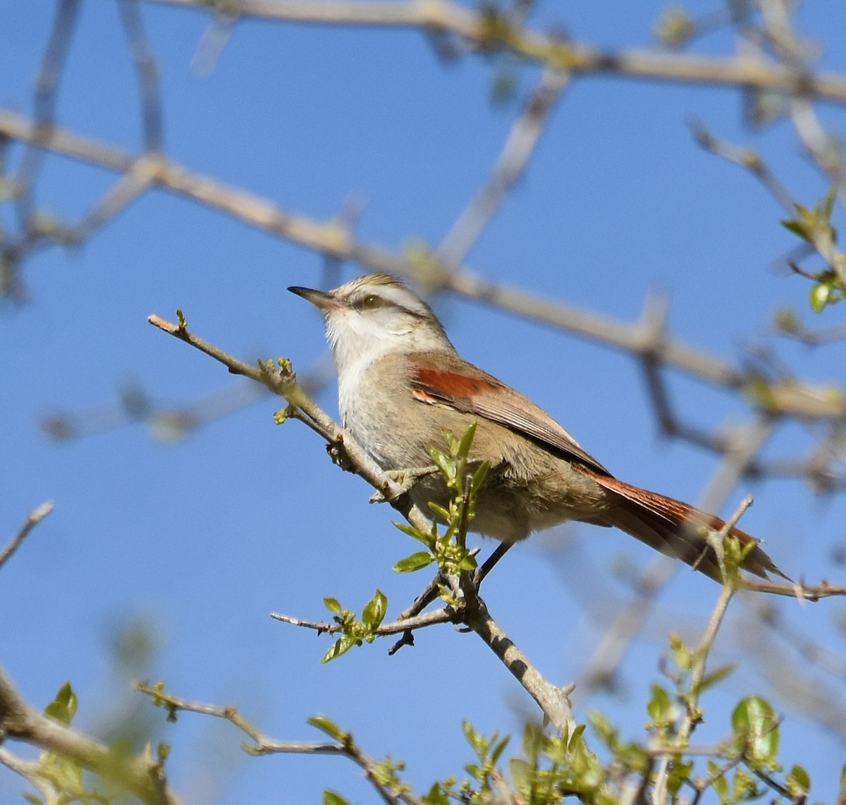 Stripe-crowned Spinetail - ML641941212