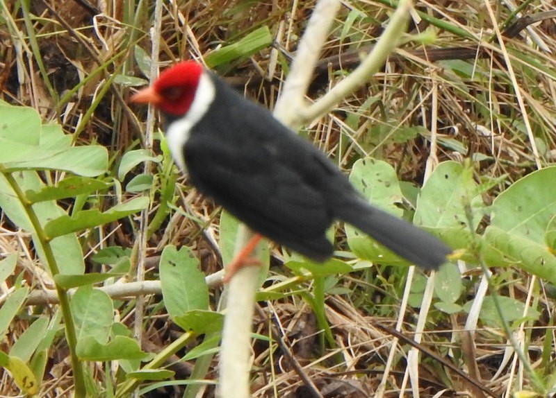 Yellow-billed Cardinal - ML641941213