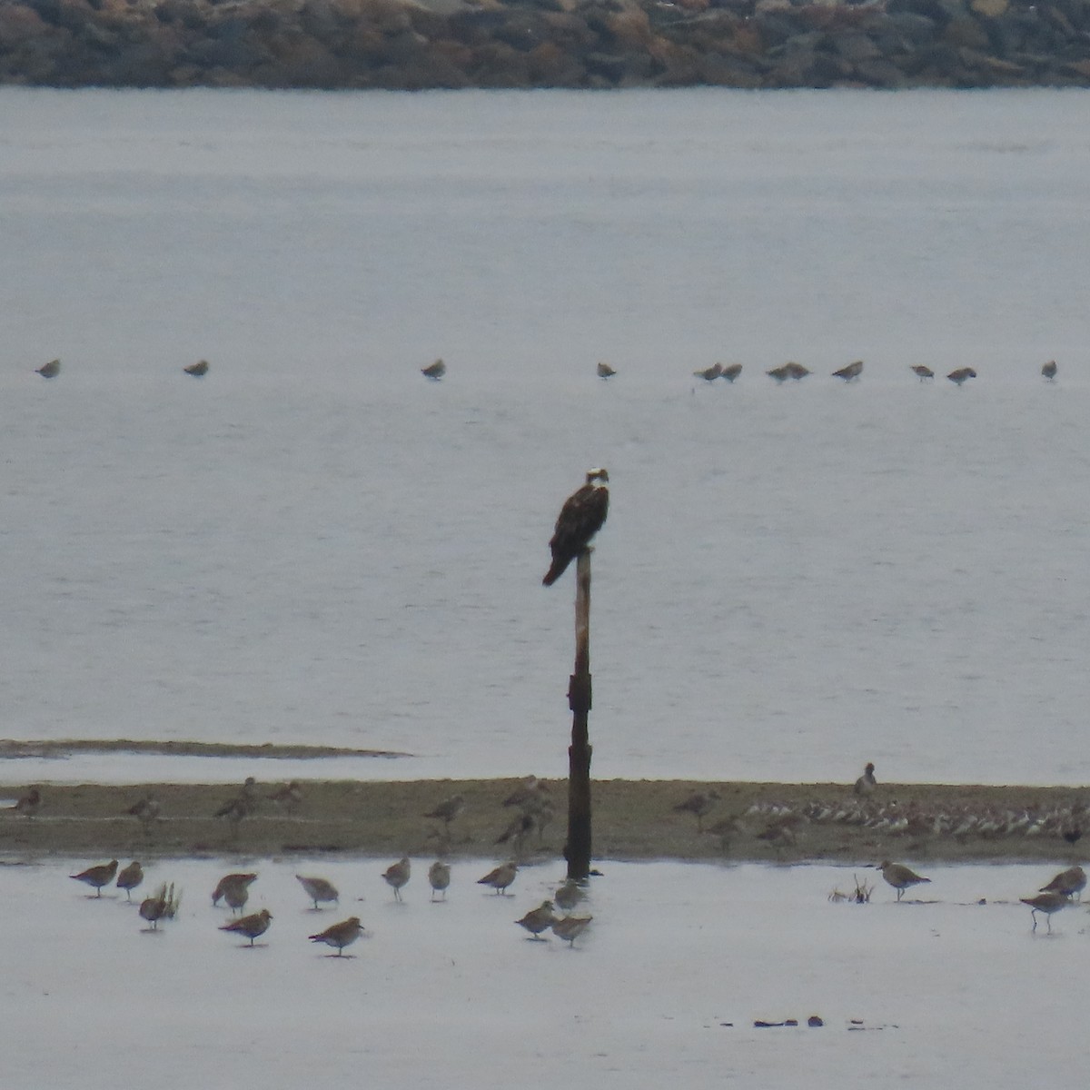 Osprey - ML641941215