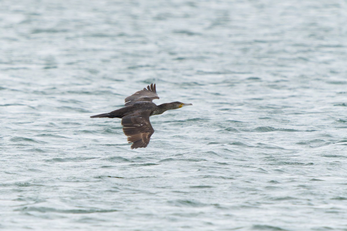 Great Cormorant - ML641941216