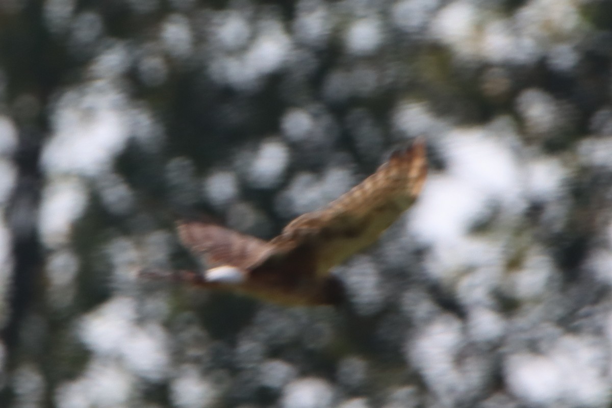 Northern Harrier - ML641941218