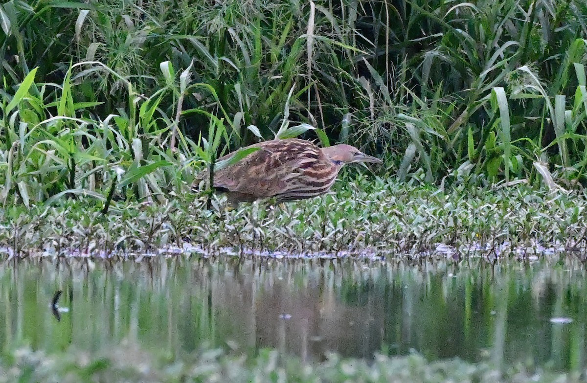 American Bittern - ML641941219