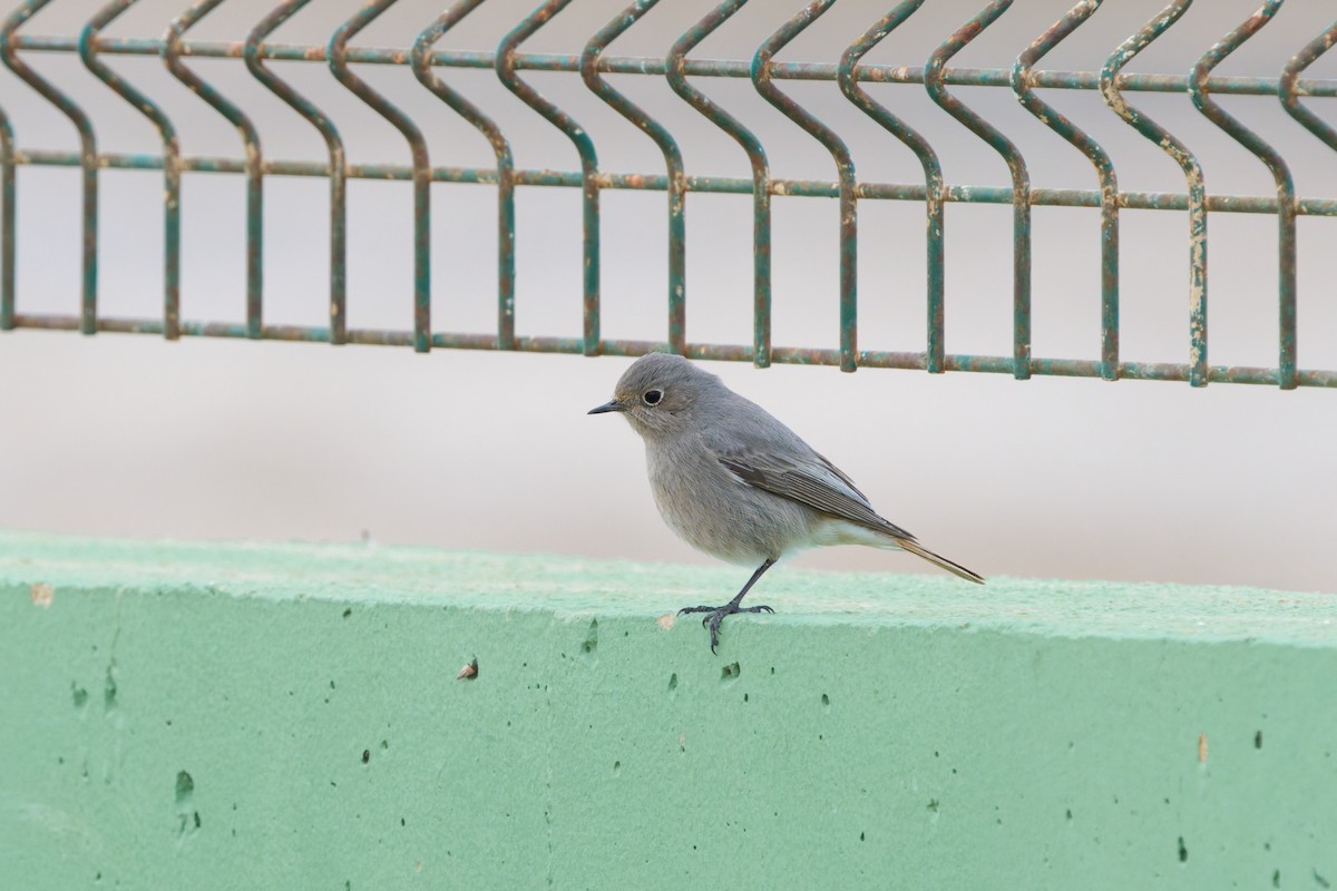 Black Redstart (Western) - ML641941220