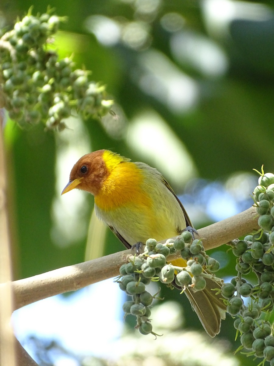 Rufous-headed Tanager - ML641941221