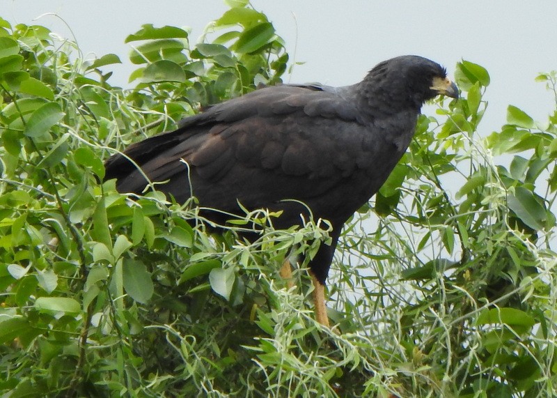 Great Black Hawk - ML641941222