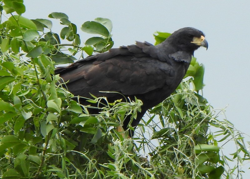 Great Black Hawk - ML641941223