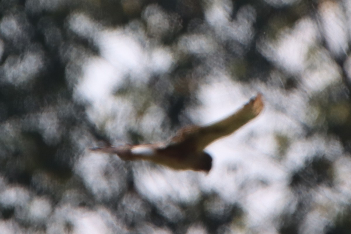 Northern Harrier - ML641941226