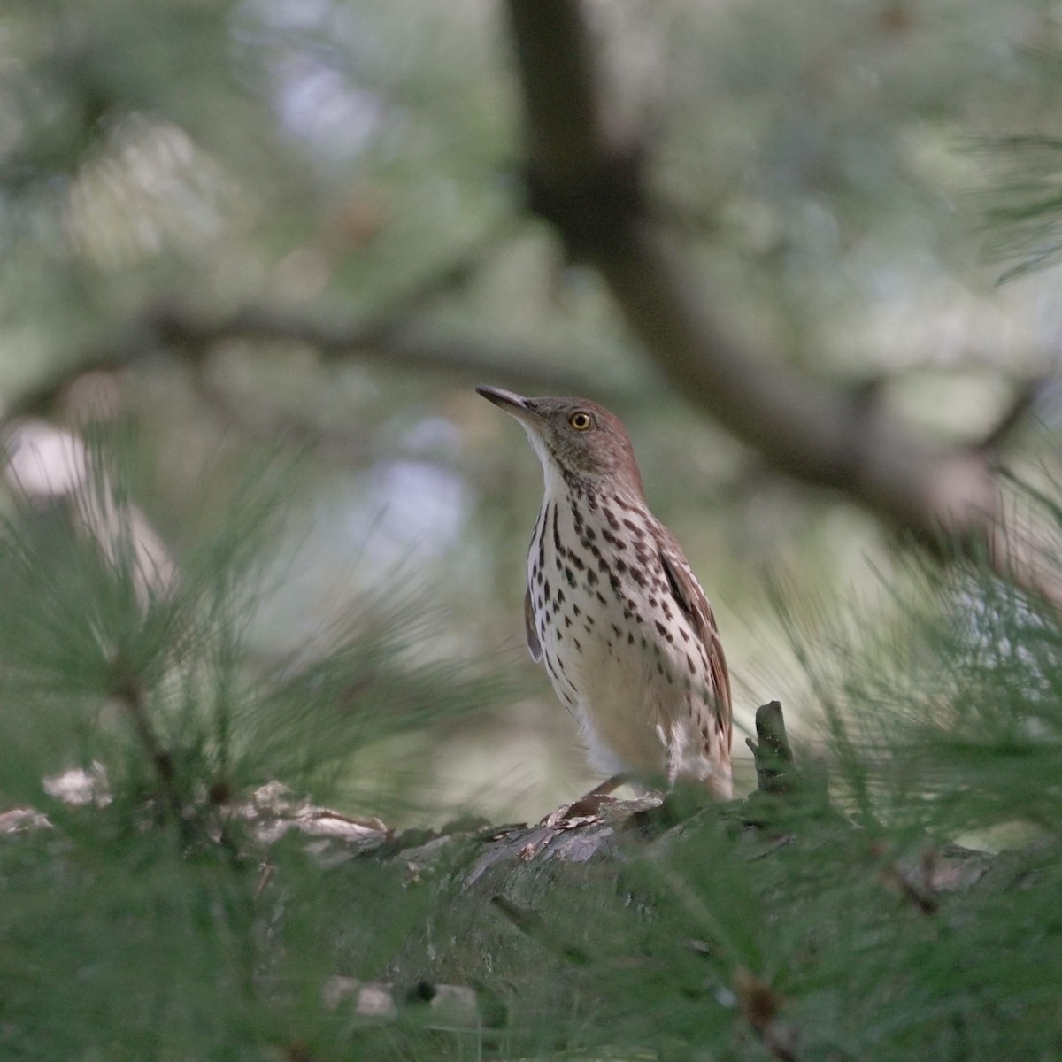 Brown Thrasher - ML641941227
