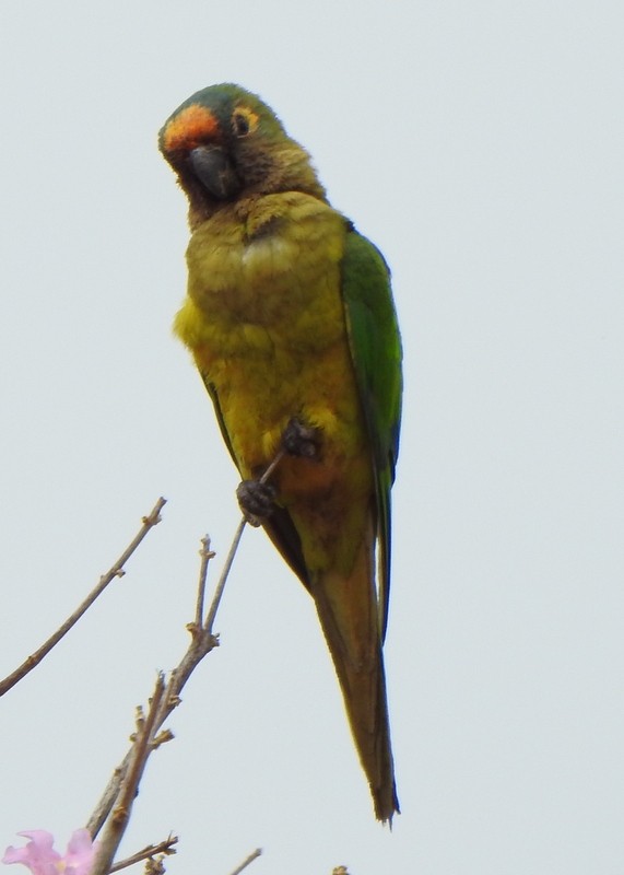 Peach-fronted Parakeet - ML641941232