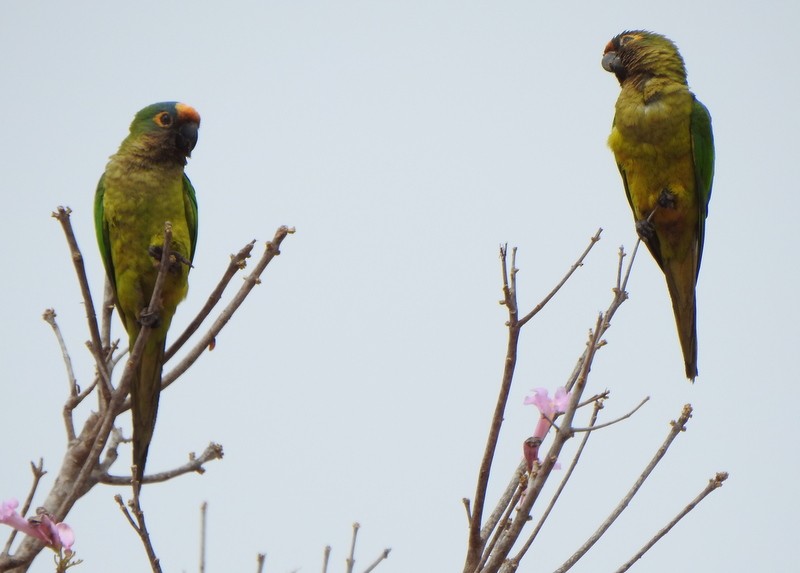 Peach-fronted Parakeet - ML641941234