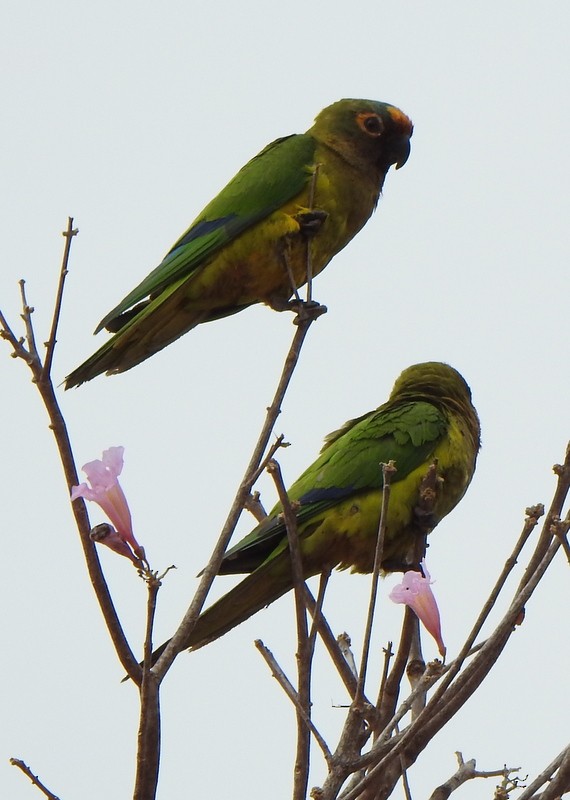 Peach-fronted Parakeet - ML641941235