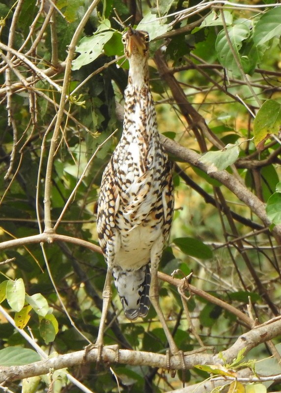 Rufescent Tiger-Heron - ML641941247