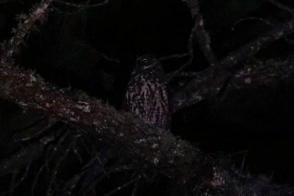 Stygian Owl - ML641941248