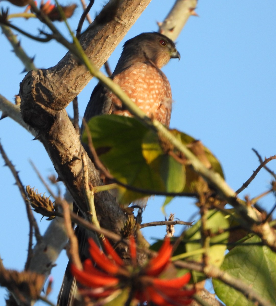 Cooper's Hawk - ML641941250
