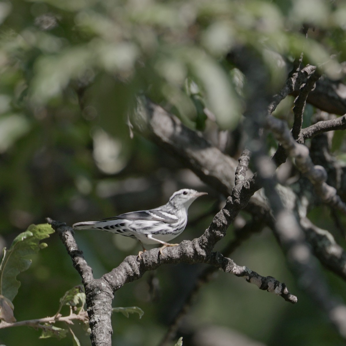 Black-and-white Warbler - ML641941253