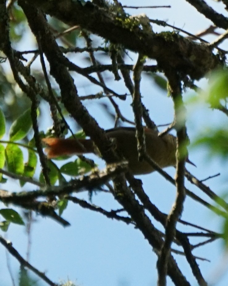 Olive Spinetail - ML641941258