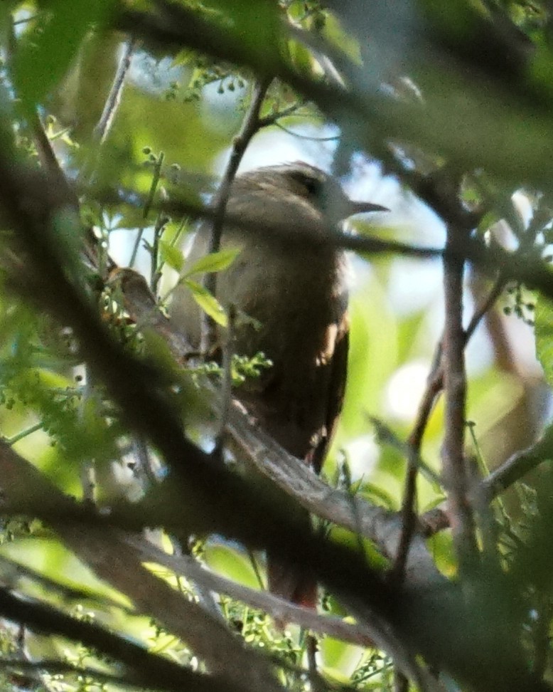 Olive Spinetail - ML641941259