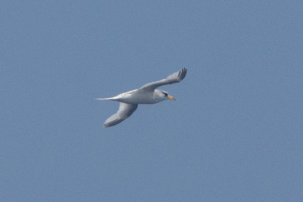 White-tailed Tropicbird - ML641941265