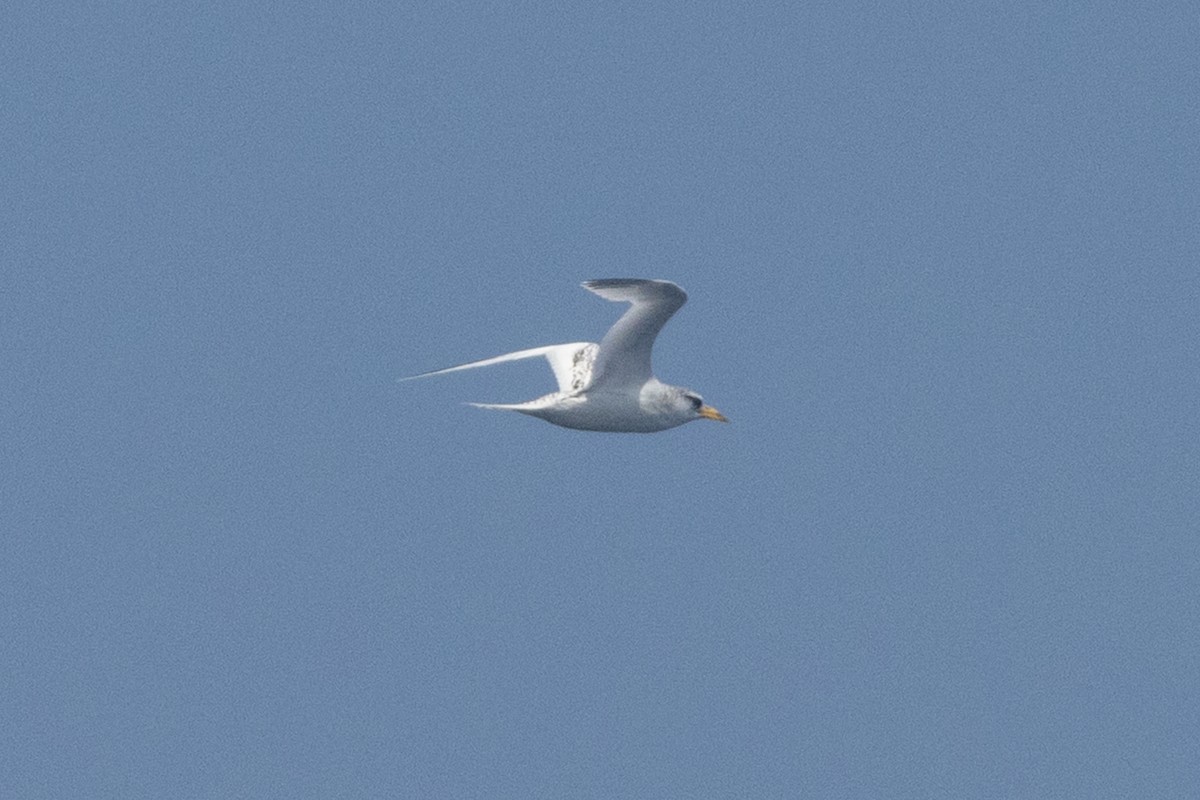 White-tailed Tropicbird - ML641941266