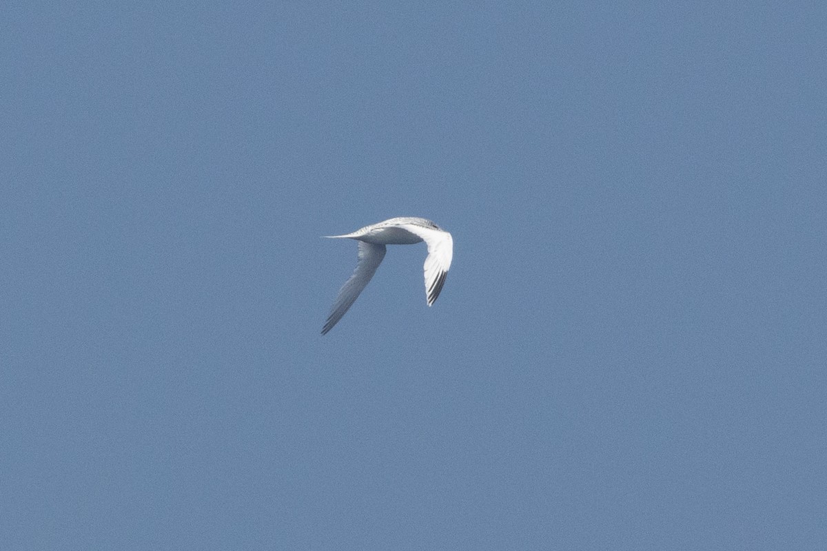 White-tailed Tropicbird - ML641941267