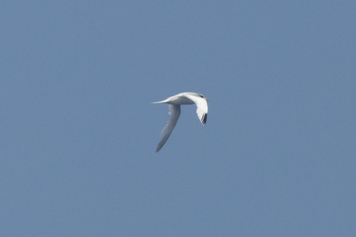 White-tailed Tropicbird - ML641941268