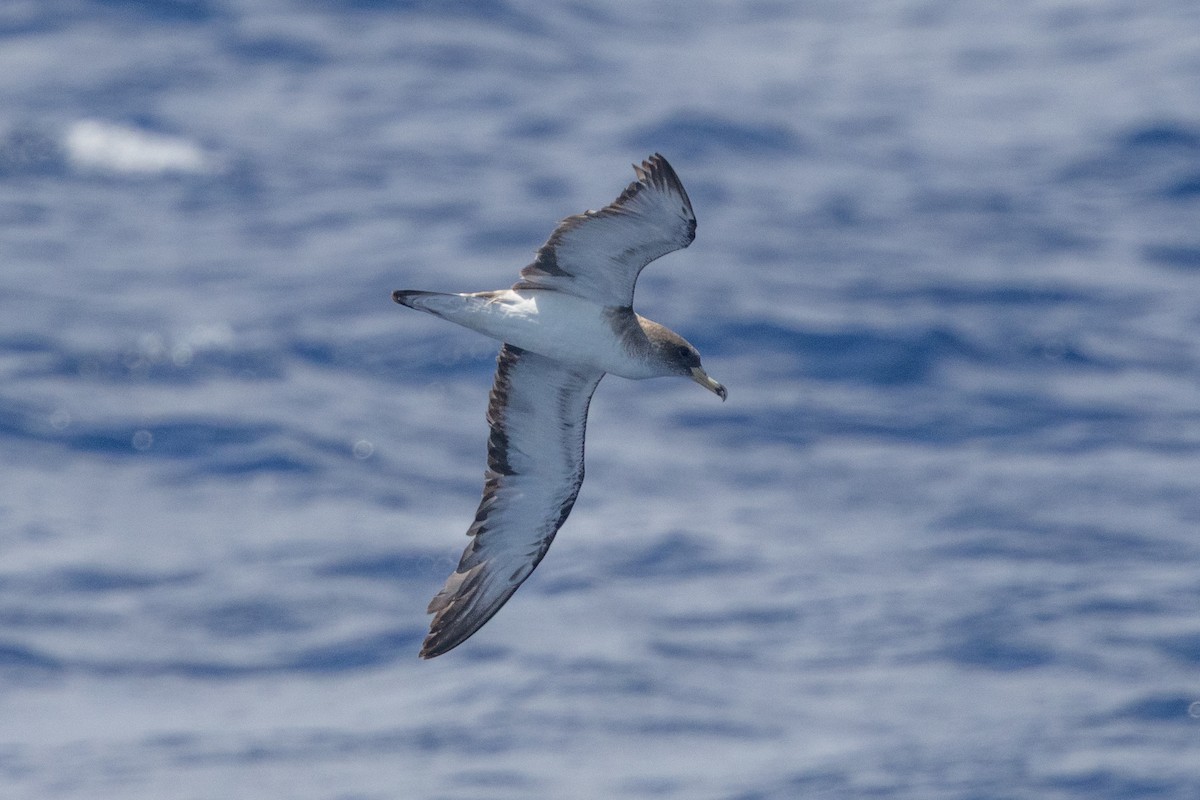 Scopoli's Shearwater - ML641941270