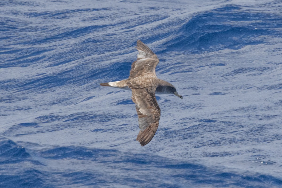 Scopoli's Shearwater - ML641941271