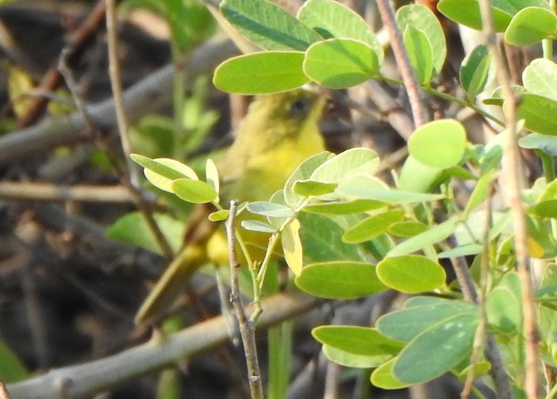Subtropical Doradito - ML641941300