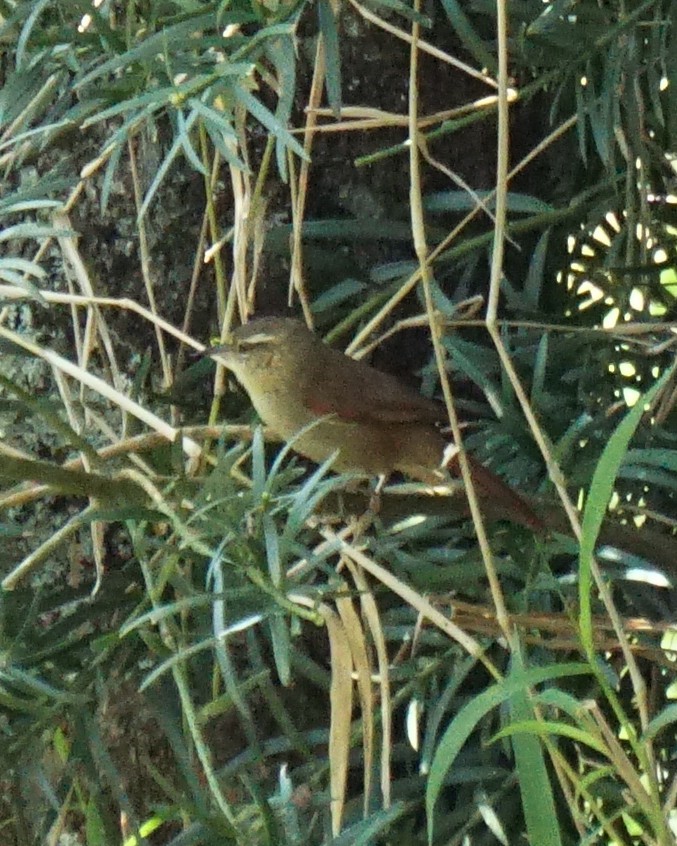 Olive Spinetail - ML641941302