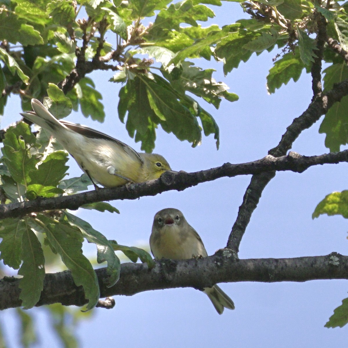 Pine Warbler - ML641941303