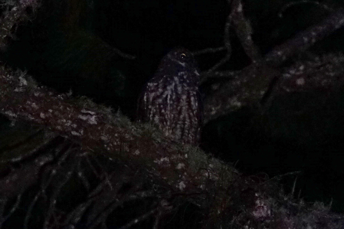 Stygian Owl - ML641941309